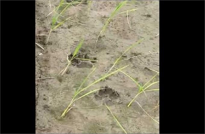 हरियाणा में फिर दिखा तेंदुआ, सोशल मीडिया पर Video Viral… प्रशासन हुआ Alert