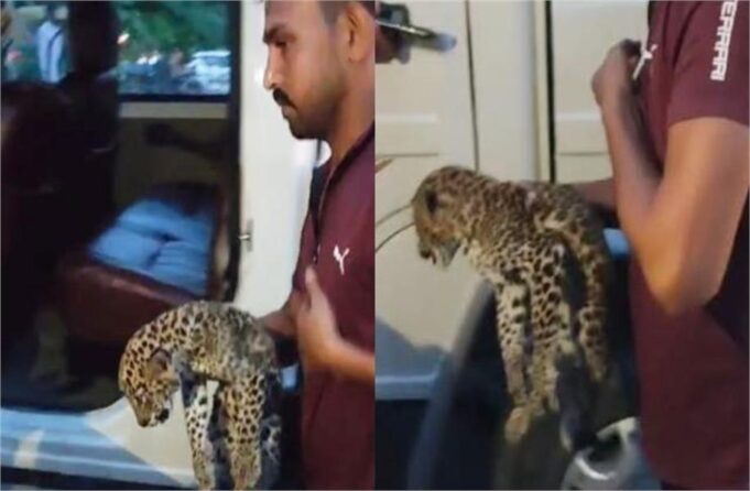 पंचकूला में शिवलोक मंदिर के पास मिला तेंदुए का शावक, कुत्तों ने किया हमला, वन विभाग ने किया रेस्क्यू