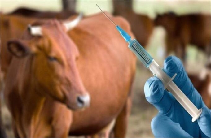 हरियाणा में पशु चिकित्सा सेवाओं पर HC का कड़ा रुख, झोलाछाप डॉक्टरों पर 30 दिन में कार्रवाई करे सरकार