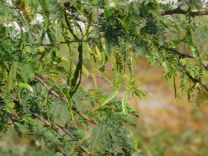 हरियाणा में सफेदे के बाद अब इस पेड़ को काटेगा वन विभाग, सड़क किनारे से किये जाएंगे साफ