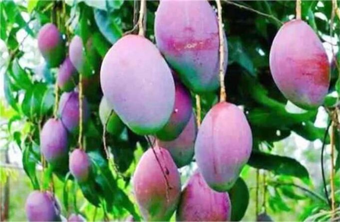 हरियाणा पहुंचा दुनिया का सबसे महंगा आम ‘मियाजाकी’, कीमत सुनकर उड़ जाते हैं होश!