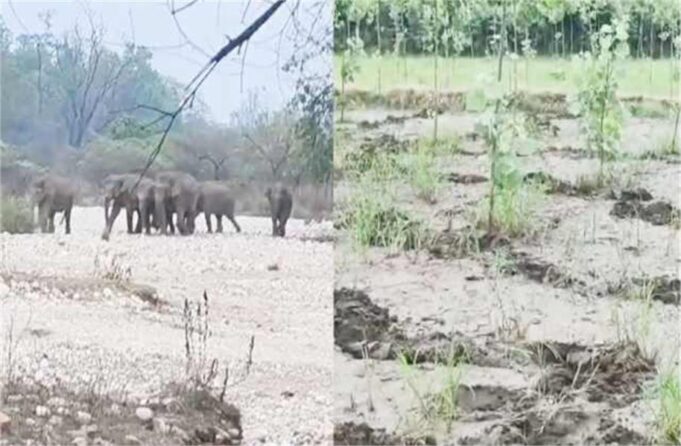 फसलें की तबाह, पेड़ उखाड़े… कलेसर नेशनल पार्क से निकले हाथियों का आतंक, ग्रामीण भयभीत