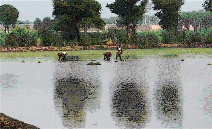 धान खेती छोड़कर दूसरी फसलों की बिजाई पर किसानों को मिलेगा दोहरा लाभ, सरकार खुद देगी राशि