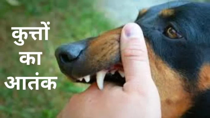 पलवल शहर में घूम रहे आवारा कुत्तों की होगी नसबंदी और पकड़े जाएंगे बंदर, नागरिकों की मांग पर परिषद ने लिया फैसला