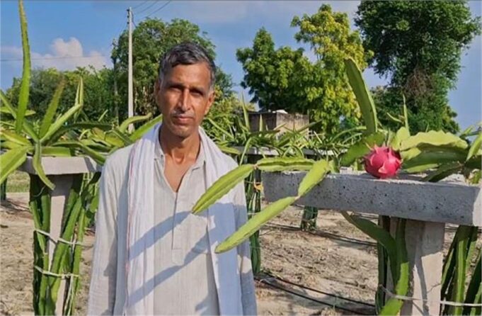 पारंपरिक खेती छोड़ ड्रैगन फ्रूट की खेती कर रहे पलवल के किसान, कमा रहे लाखों का लाभ