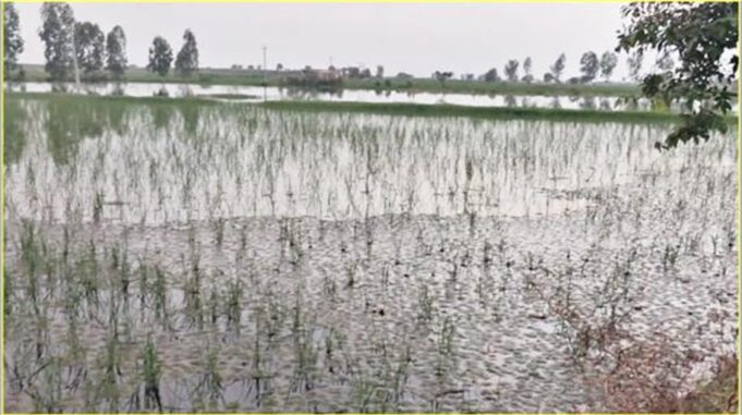 हरियाणा के इस जिले में ड्रेन टूटने के कारण 20 से अधिक गांव में जलभराव, किसानों की फसलें हुई बर्बाद