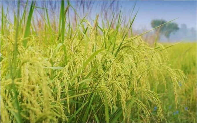 Haryana में धान को चपेट में ले रहा चीन से चला ये वायरस, 550 एकड़ भूमि की फसल हो गई बर्बाद… किसान परेशान