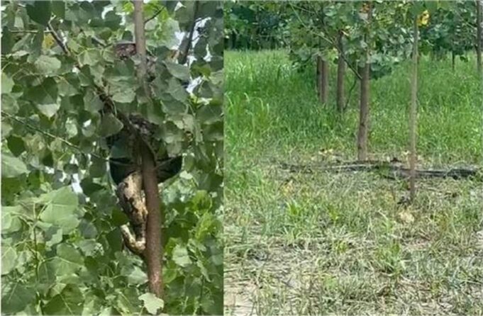 यमुनानगर में पेड़ पर दिखा विशालकाय अजगर, ग्रामीणों में दहशत