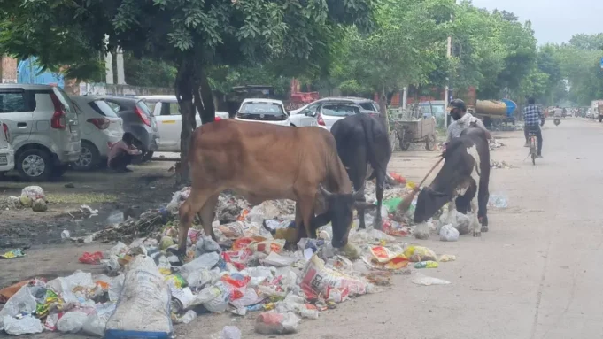 गुरुग्राम शहर से एक महीने में साफ कर देंगे कचरा और हर दिन पकड़े जाएंगे 100 स्ट्रे कैटल, नगर निगम की योजना तैयार