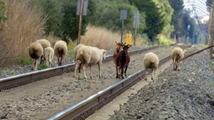बिहार: ट्रेन से कटकर 300 भेड़ों की मौत, जंगली जानवर ने दौड़ाया था; अचानक से पटरी पर आ गईं