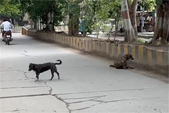 स्ट्रे डॉग्स ने बढ़ाई MCG की मुसीबत, सुप्रीम कोर्ट भी सख्त