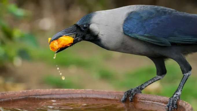 सफाई कर रही थी महिला, 3 लाख की सोने की चैन ले उड़ा कौआ… पीछे दौड़े लोग; ऐसे मिली वापस