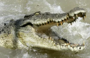 तालाब पर कपड़े धो रही मां-बेटी पर मगरमच्छ का हमला, बेटी को बचाने आई मां बनी शिकार