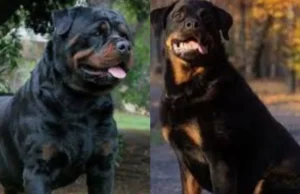 पार्किंग विवाद में गुस्साए व्यक्ति ने कुत्ता छोड़ दिया, 6 लोग काटे गए