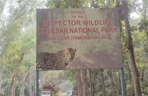 मानसून के बाद कलेसर नेशनल पार्क फिर गुलजार, जंगल सफारी में 7 दिन मुफ्त एंट्री