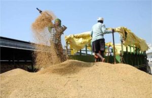 हरियाणा: राइस मिलर्स को विशेष काम करना होगा, नहीं तो रद्द होगा धान आवंटन