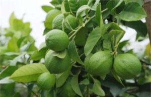 ताइवानी नींबू से मिल सकती है मोटी आमदनी — जानिए इसे सफलतापूर्वक कैसे उगाएँ