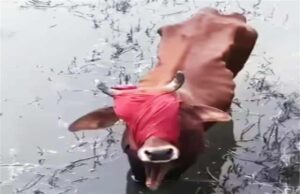 सिरसा में दिल दहला देने वाली घटना: गाय की आंखों पर बांधी पट्टी, फिर नाले में फेंका