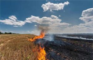 हरियाणा में पराली जलाने के 3 नए मामले, सिलसिला नहीं थमा