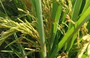 अत्यधिक बारिश और पीली फंगस से धान की फसल खतरे में, किसानों को भारी नुकसान