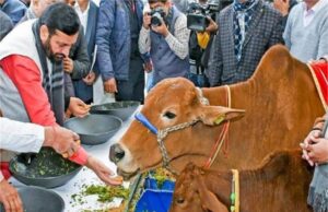 हरियाणा में गो-रक्षा कानून पर हाईकोर्ट में चुनौती, संगठन ने दाखिल की याचिका