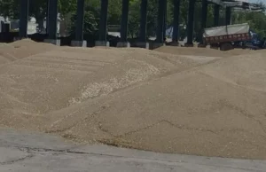 काले रंग के बाजरे से बढ़ी किसानों की चिंता, सरकार की खरीद नीति में न ढील के चलते रंग के कारण फसल हो सकती है बेकार