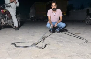 अंबाला से गाजियाबाद जा रहे कंटेनर में मिला 6 फुट लंबा कोबरा, वाइल्डलाइफ विभाग ने किया रेस्क्यू