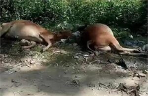 रहस्यमय हालात में 20 से ज्यादा गायों की मौत, हलवा-पूरी खिलाने पर जताई गई आशंका