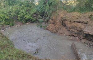 चौटाला डिस्ट्रीब्यूटरी टूटी, 90 एकड़ फसलें जलमग्न; किसानों की मेहनत पर फिरा पानी