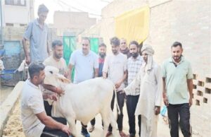 OMG! 11 महीने की बछड़ी 1.81 लाख में बिकी, नया रिकॉर्ड कायम