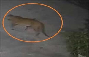 तीसरी बार CCTV में दिखा तेंदुआ, आस-पास के लोगों में दहशत का माहौल