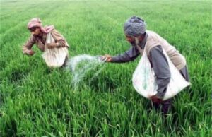 हरियाणा में उर्वरक खरीदने के नियम बदले, केवल चयनित किसानों को मिलेगा खाद