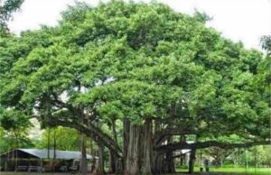 पंचकूला में डेरा ब्यास की जमीन से पेड़ गायब, NGT ने मांगा स्पष्टीकरण