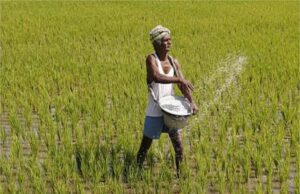 हरियाणा में दिवाली से पहले किसानों को मिलेगा फसल मुआवजा, CM सैनी ने किया ऐलान