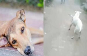 Nuh में दरिंदगी: कुत्ते के सीने में चाकू मारकर सड़कों पर छोड़ गया आरोपी