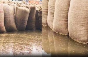 हरियाणा में बारिश से मंडियों में धान संकट, 3.74 लाख टन धान भीगा, करोड़ों का नुकसान