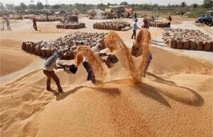 हरियाणा में खरीफ खरीद सीजन के तहत अब तक 4214 करोड़ से ज्यादा की भुगतान, किसानों के खातों में सीधे पहुंचे पैसे