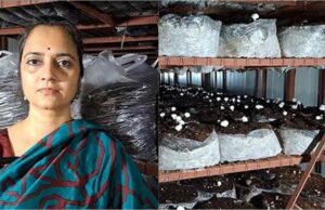 सोनीपत के दंपती ने मशरूम की खेती से लिखी सफलता की कहानी, CM सैनी भी