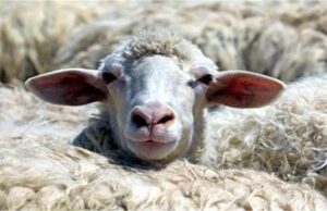 हरियाणा में तेजी से फैल रही खतरनाक बीमारी, सरकार ने जारी की एडवाइजरी — पशुपालकों को किया सतर्क