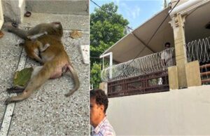 करंट लगी कंटीली तारों में फंसी मादा बंदर की दर्दनाक मौत, मां की लाश से चिपककर बिलखता रहा नन्हा बंदर