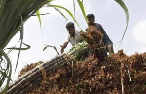 हरियाणा के किसानों को दिवाली का तोहफा, गन्ने की फसल की कीमतों में बढ़ोतरी