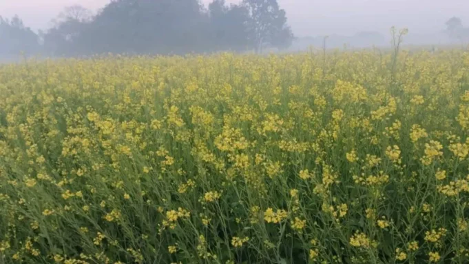 हरियाणा में कड़ाके की ठंड की शुरुआत, हिसार बना सबसे ठंडा क्षेत्र; सरसों-चना की बुआई के लिए सबसे अनुकूल समय