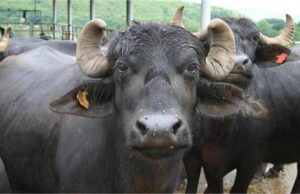 अजब-गजब ठगी: ऑनलाइन भैंस खरीदना पड़ा महंगा, व्यक्ति के हजारों रुपये उड़ाए