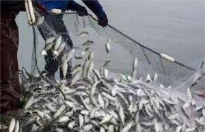 हरियाणा के कई जिलों में बनेंगी मछली मंडियां, मत्स्य पालकों की आय बढ़ाने के लिए तैयार हुआ नया प्लान