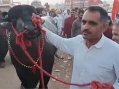 हरियाणा का मुर्रा नस्ल का झोटा ‘कुबेर’ बना सबसे महंगा, कीमत जानकर रह जाएंगे हैरान