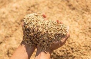 हरियाणा में धान खरीद को लेकर पूरी तैयारी, किसानों को नहीं होगी कोई परेशानी