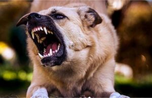 पागल कुत्ते के हमले से 11 साल का बच्चा घायल, इलाके में फैली दहशत