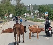 प्रेमनगर में रहस्यमयी हालात में पांच पशुओं की मौत, गांव में फैली दहशत