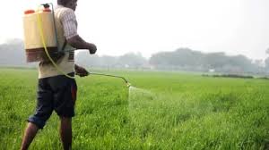 कीटनाशक छिड़काव के दौरान बेसुध हुए किसान की उपचार के दौरान मौत