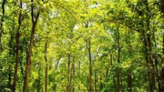 वन-राजस्व विभाग में फर्जीवाड़ा, पेड़ों की संख्या बढ़ाकर 15.36 लाख का घोटाला